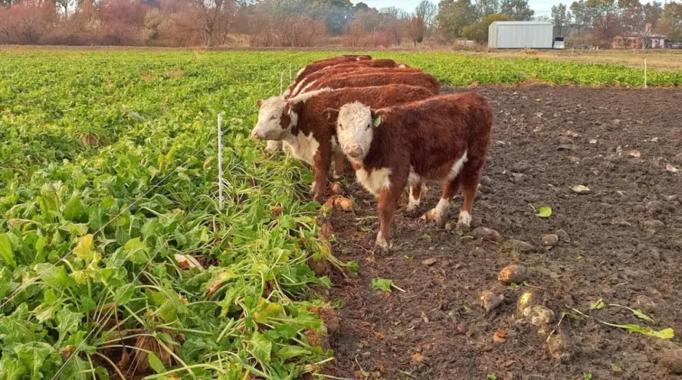 Un aliado para la nutrición de los animales ovinos y bovinos. 