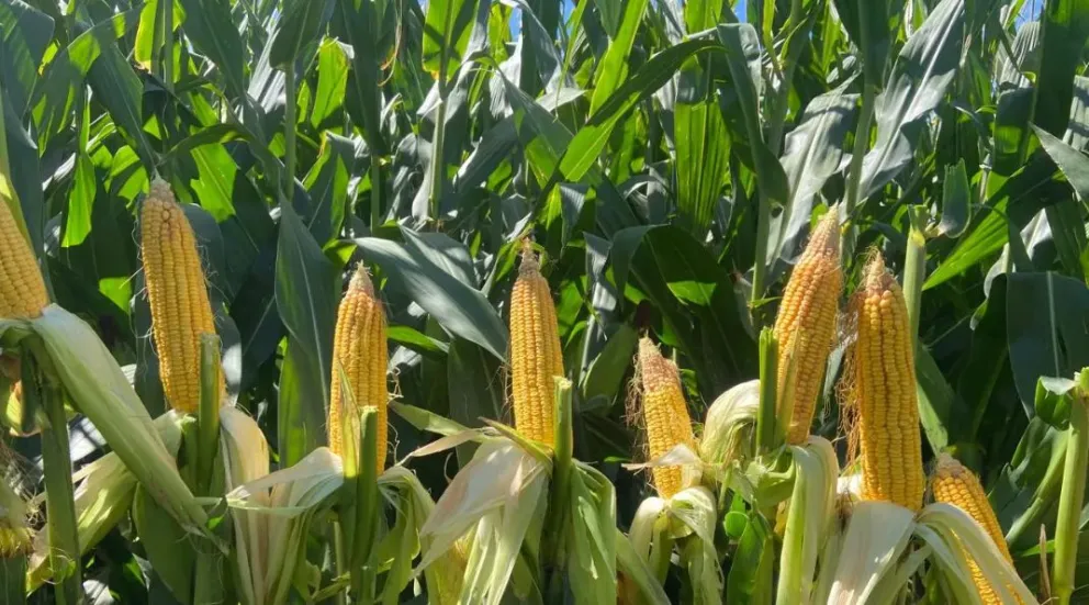 La siembra de maíz es una actividad que empieza a crecer en Río Negro 