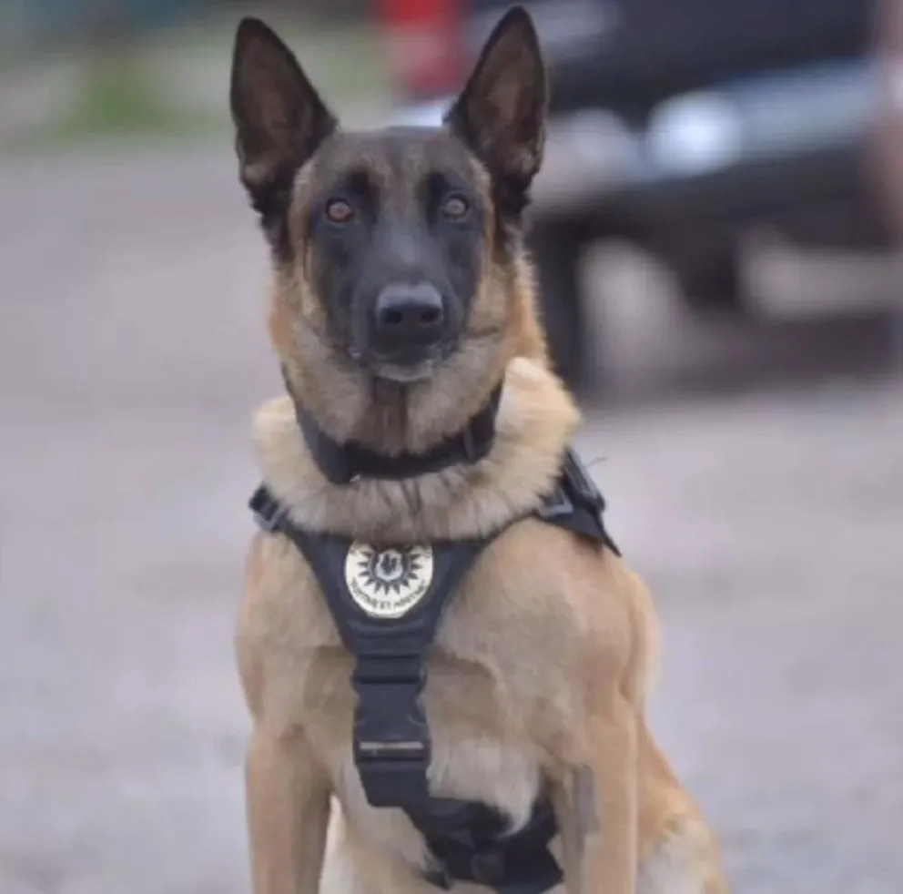 Lo atendieron en una veterinaria pero luego falleció.