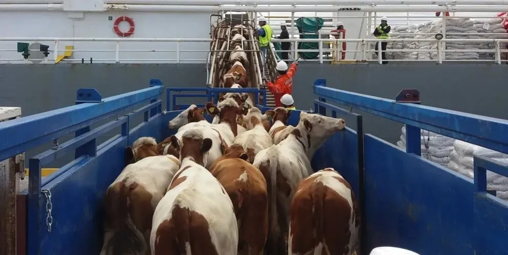 La eliminación de la prohibición del Decreto 133/2025 da lugar a nuevos mercados.