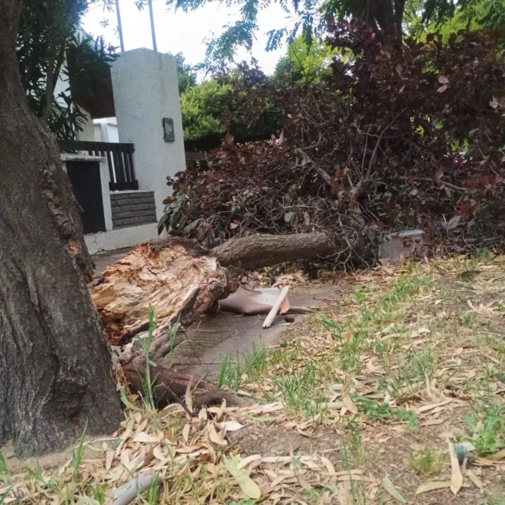 Se registraron caída de árboles. (Fotos: Vanesa Schwemmler). 