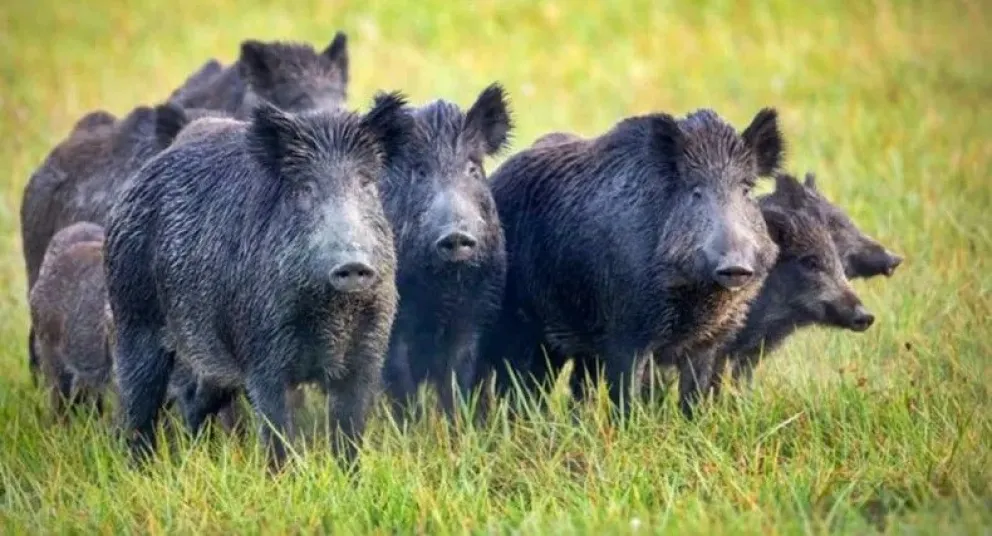 El jabalí el que domina las estadísticas con un alarmante 56,6% de las infracciones.