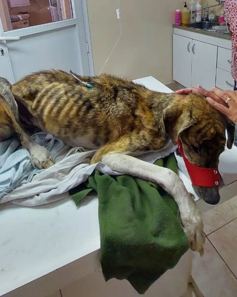 El animal se recupera gracias a la atención de profesionales y voluntarios.