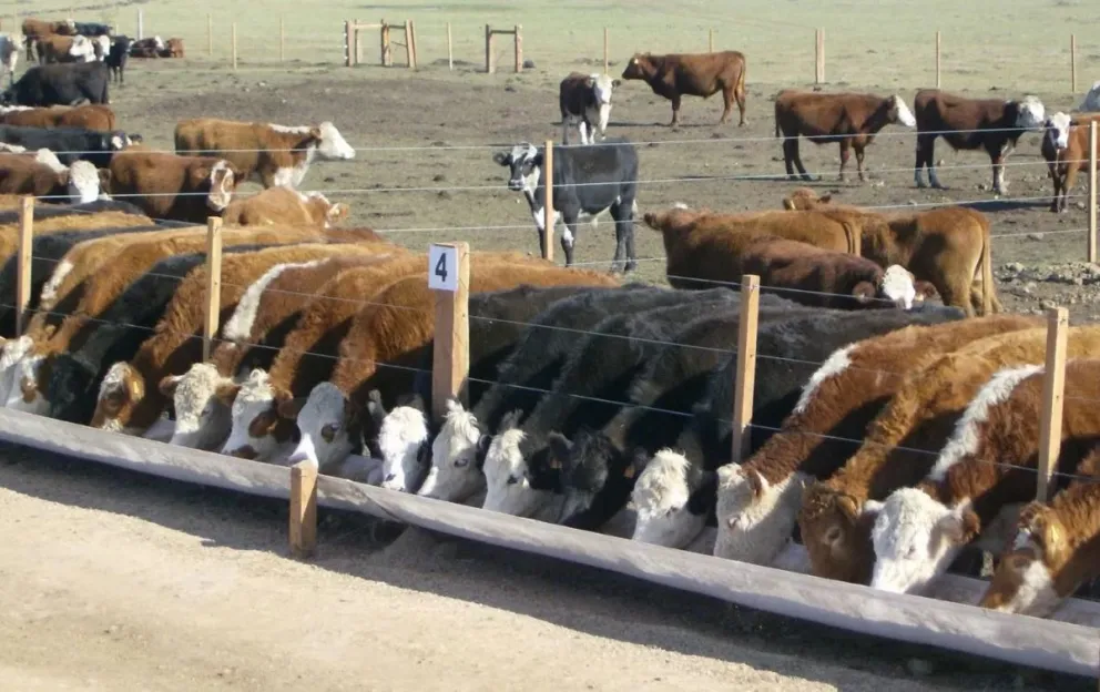 Tener el estatus de zona libre de vacunación permite ampliar los mercados de exportación de productos cárnicos. 
