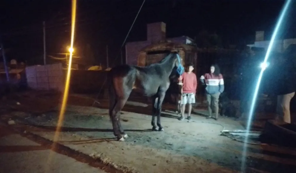 Un caballo suelo en el Santa Clara generó un accidente 