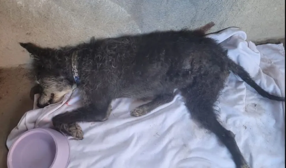 Kitti, la perrita atacada por dos pitbuls.