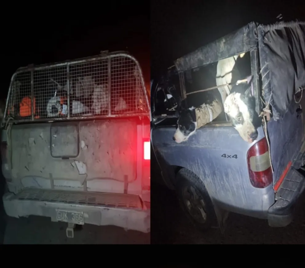 Llevaban canes en las cajas de las camionetas sin medidas de seguridad.