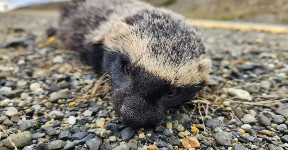 Se sospecha de un criadero clandestino o bien que se escaparon de la jaula de un camión.