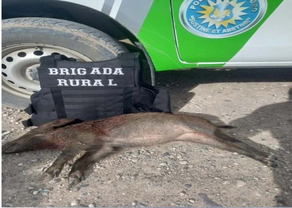 El decomiso se llevó a cabo en un operativo de rutina de la Brigada Rural. 