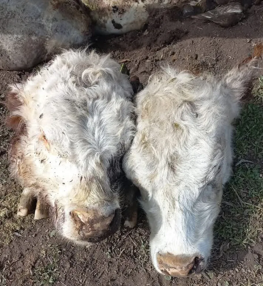 Los dos terneros, cuyo acto delictivo es materia de investigación

