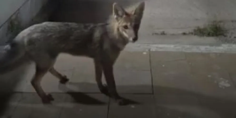 Tres zorros grises fueron filmados en La Lobería.