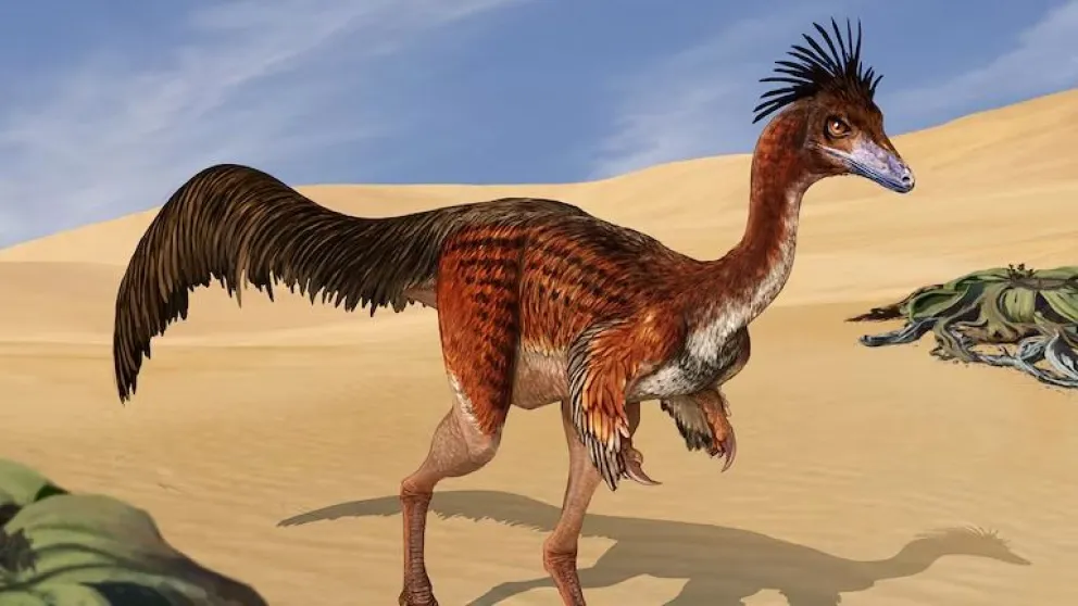 Bonapartenykus ultimus fue una especie de la familia de los alvarezsáuridos, y habitó en la Patagonia (Abel G. Montes)