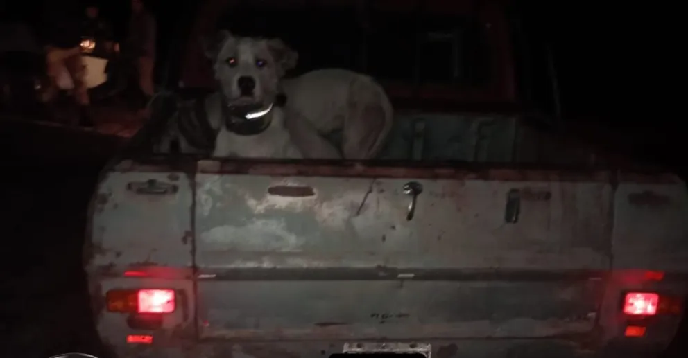 La camioneta en cuestión, con los perros sueltos en la caja 