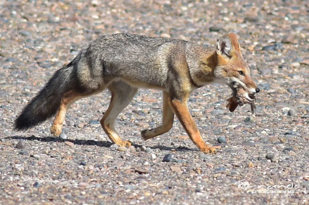 Un zorro gris en Río Negro. Foto: Fernando Mariño.