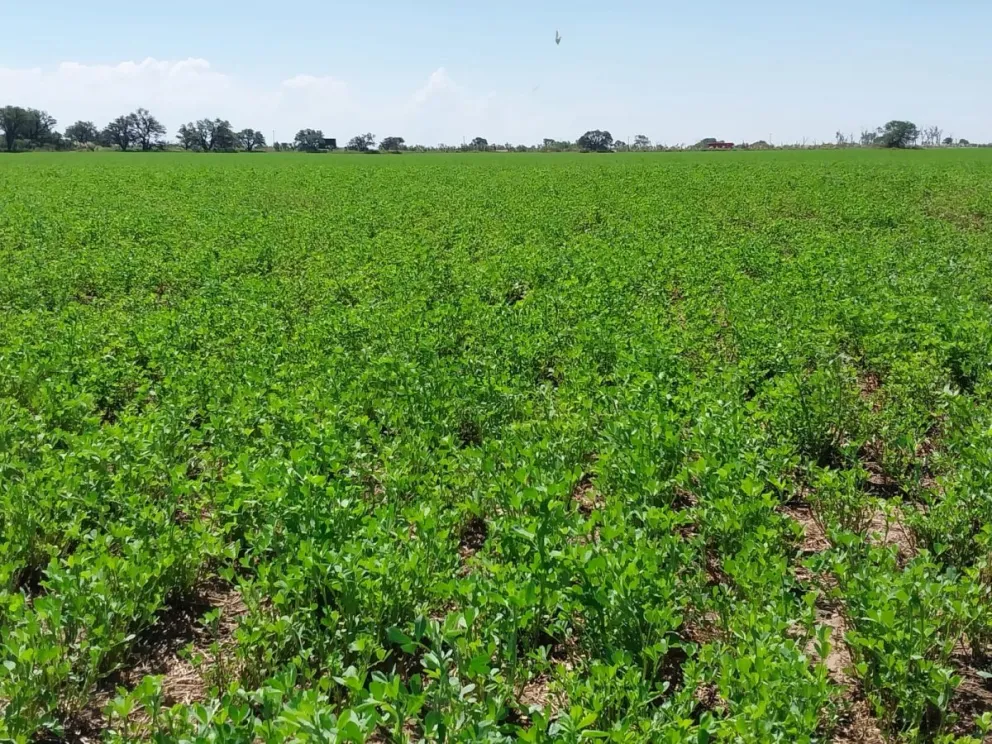 A la vanguardia en el desarrollo de cultivos forrajeros.