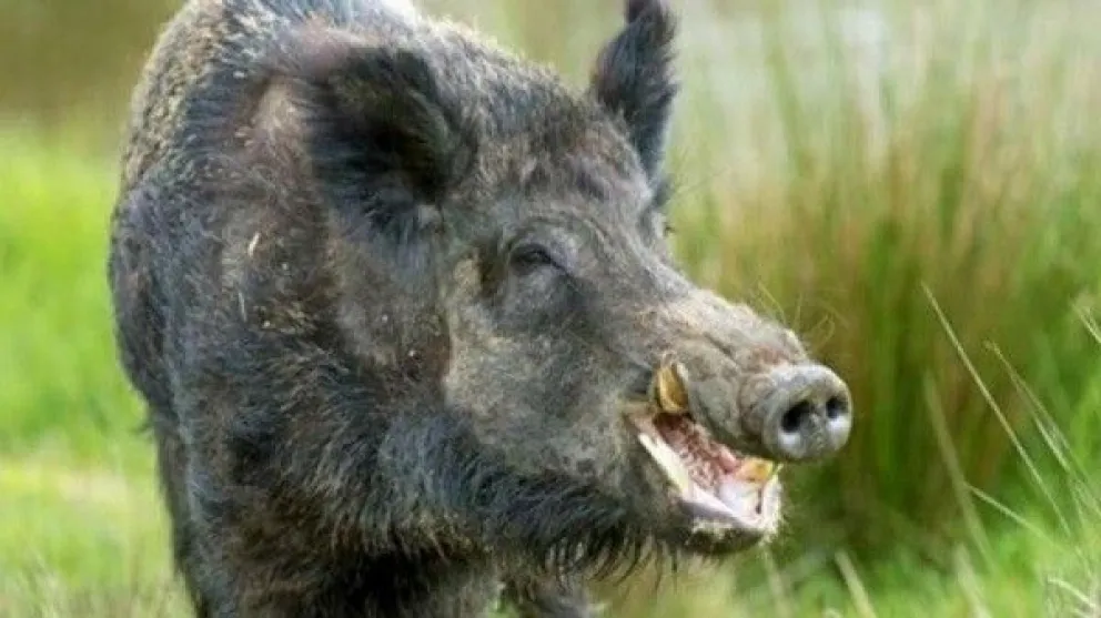 Está permitido cazar sin límites de presas. 