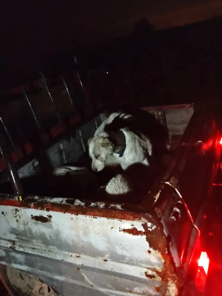 Los perros iban en la caja de la camioneta, sin los elementos de seguridad 