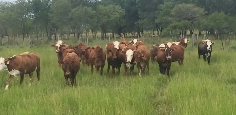 Un análisis detallado explica cómo se compone el valor de la carne, desde la cría al mercado. 
