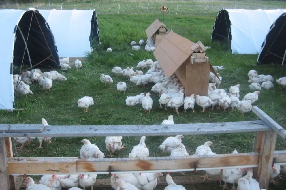 Es un emprendimiento, básicamente, para autoconsumo. 