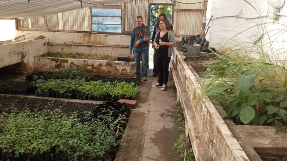 En el Viveron Provincial de Viedma se reproducen lengas destinadas a El Bolsón.