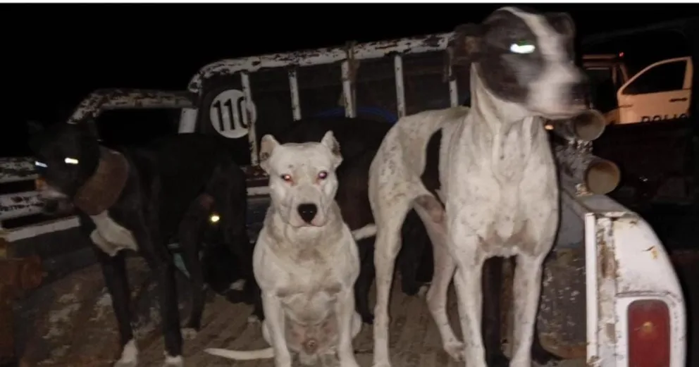 La caza con jauría está prohibida en la provincia de Buenos Aires. 