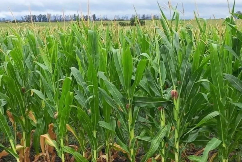 Se hará especial hincapié en los compuestos microbianos para mejorar la salud del suelo. 