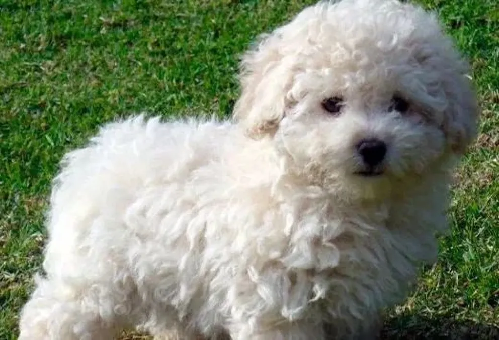 Ocurrió en el grupo de Facebook "Ilegales Viedma Patagones".