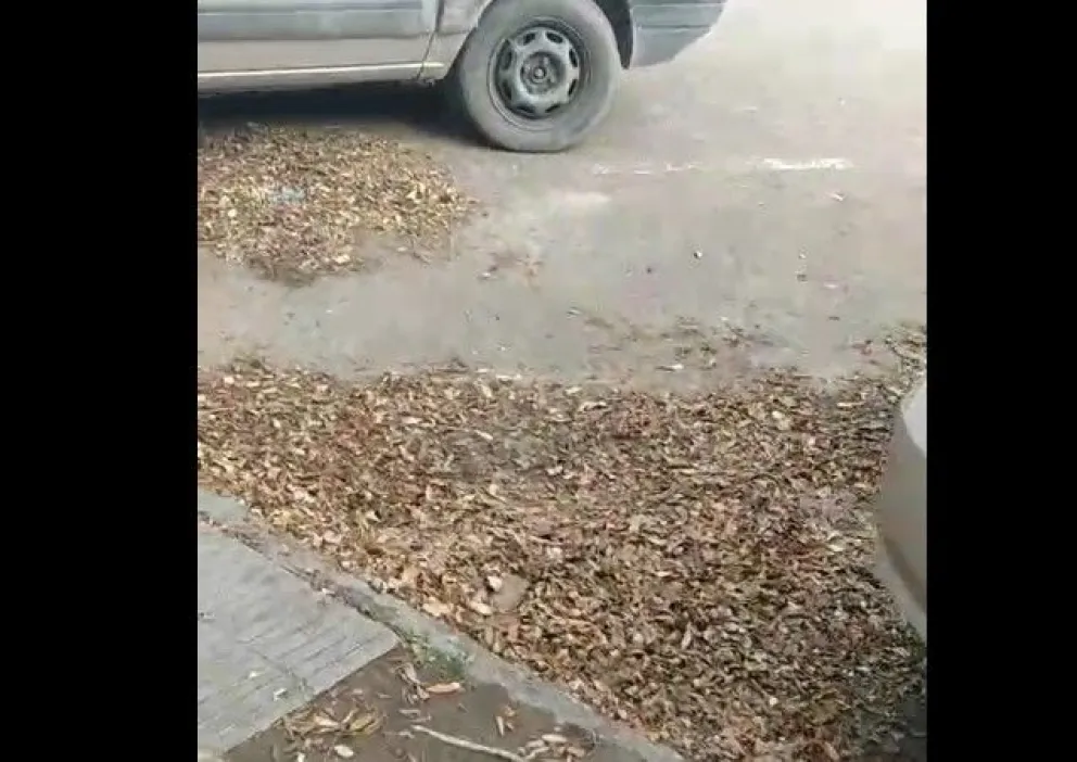 Las hojas acumuladas en calles y veredas son parte de las quejas. 