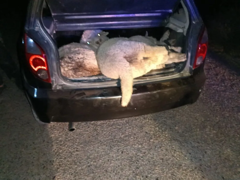 Una escena insólita y una investigación con giros inesperados.