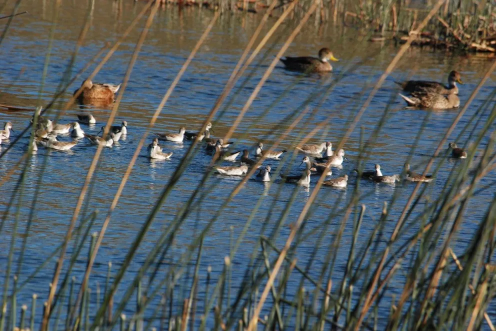 Los patos son los habitantes de esos espacios. 