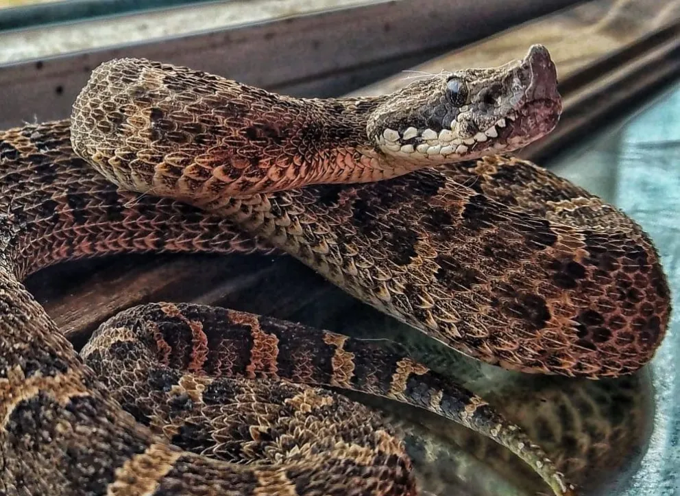 A pesar de la imagen tiene un tamaño diminuto. Foto gentileza.