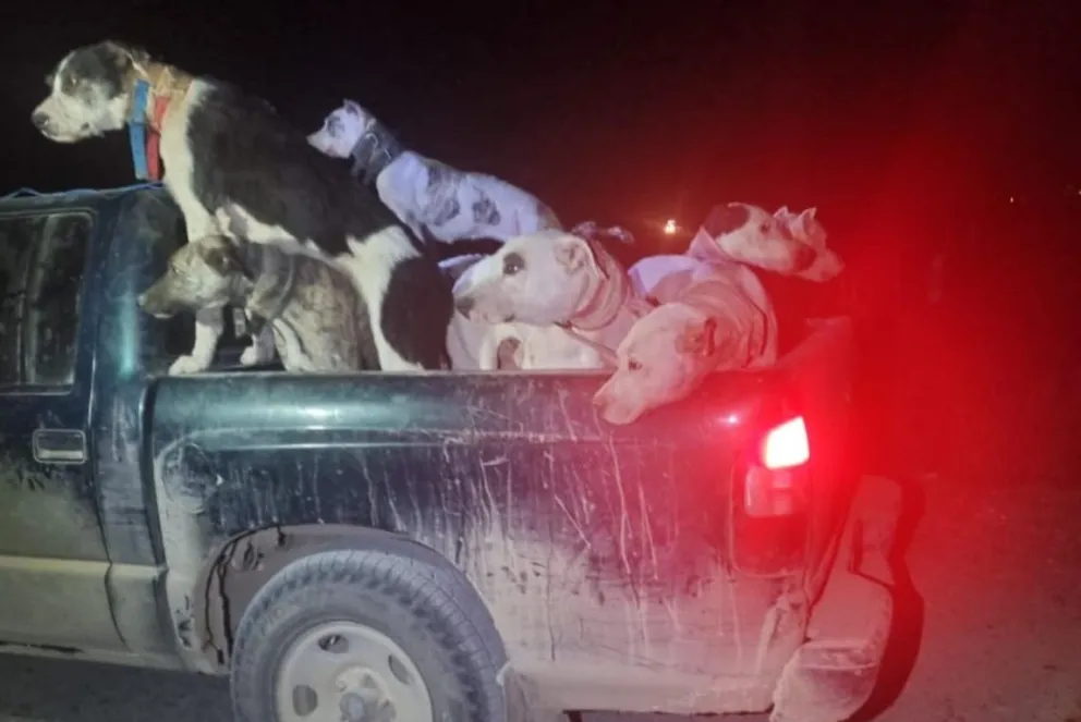 La camioneta con los 8 perros en la caja, sin los elementos de seguridad 