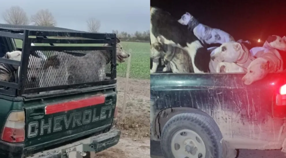 Los perros no contaban con las medidas de seguridad exigidas. Foto gentileza.