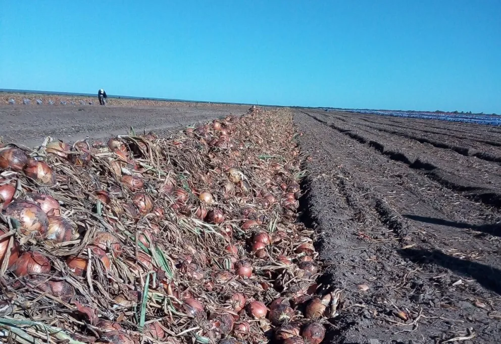La investigación propicia uso racional de pesticidas y el resguardo de envases.