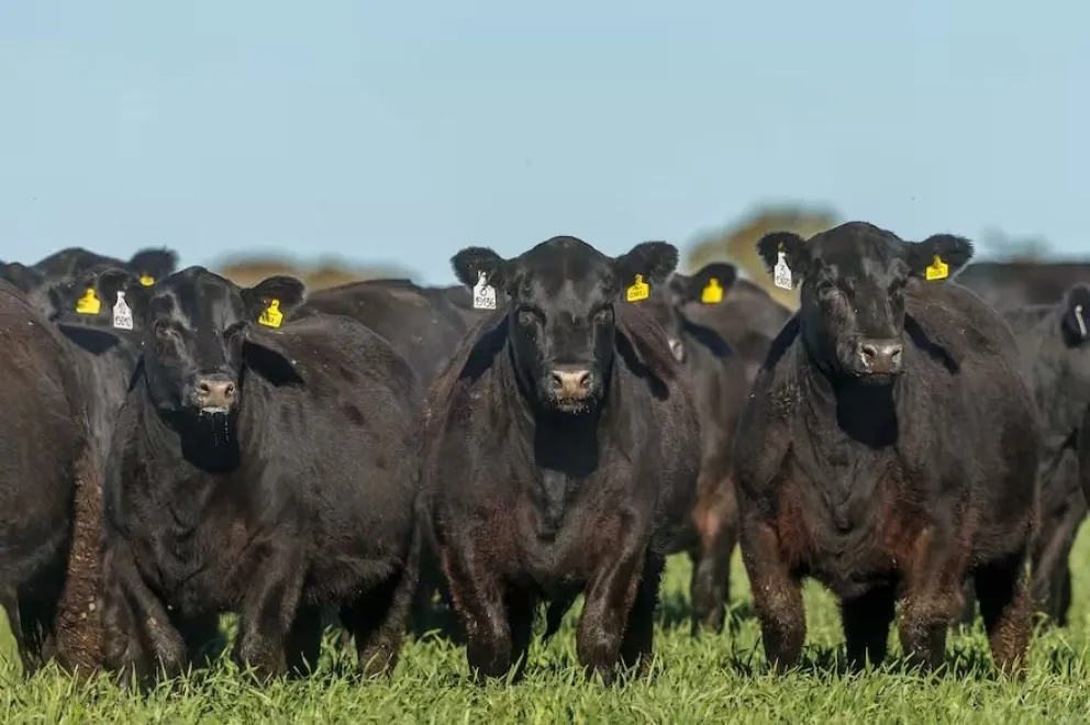 Los animales faenados fueron dos bovinos Aberdeen Angus