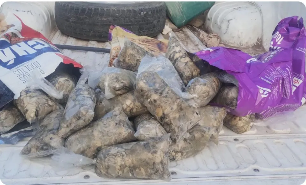 La pulpa de ostra fue decomisada. 