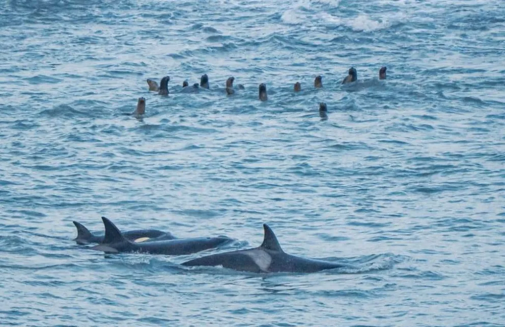 Lobos rodeados. Enseñaron a cazar a las crías. Fotos Secretaría de Ambiente y Cambio Climático.