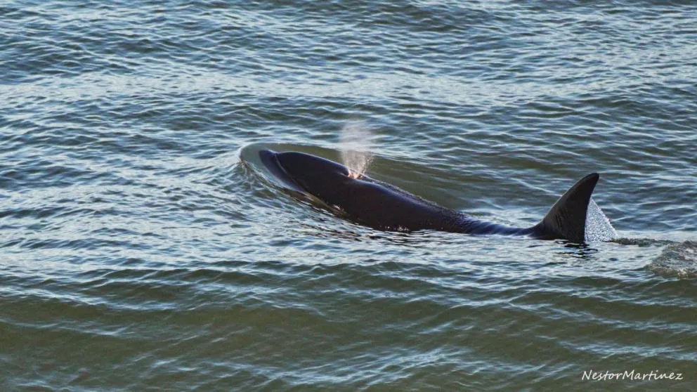 Toda una exhibición. Imágenes de gentileza de Néstor Martinez.
