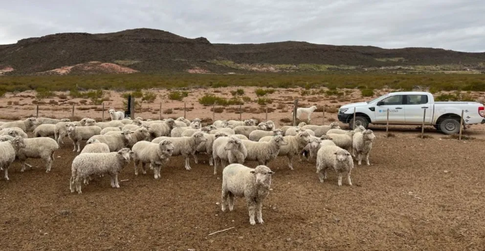 La vía principal de transmisión es el contacto directo entre animales.