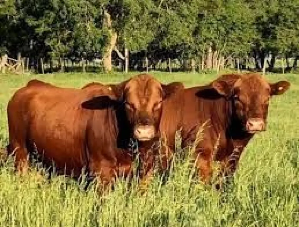 Dos ejemplares de Angus Colorado. Foto ilustrativa.