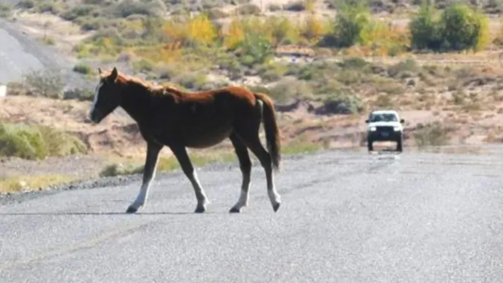 Los accidentes en las rutas por culpa de animales que se cruzan cada vez son más 