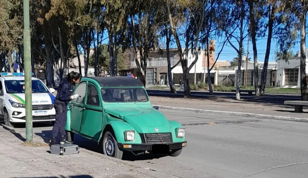 El verde recuperado por la Policía en Viedma. 