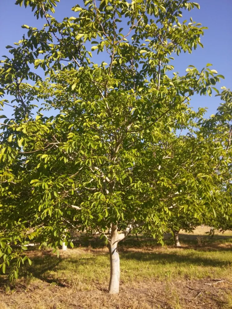 El estudio surgió para advertir sobre pérdidas económicas en la producción de frutos secos.
