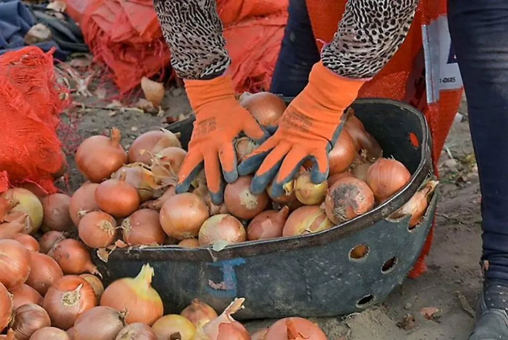 Avanza la comercialización interna con bajo volumen y precios aún ajustados. Foto: Archivo de NoticiasNet.