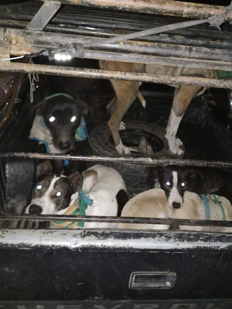 Perros transportados en forma irregular. 