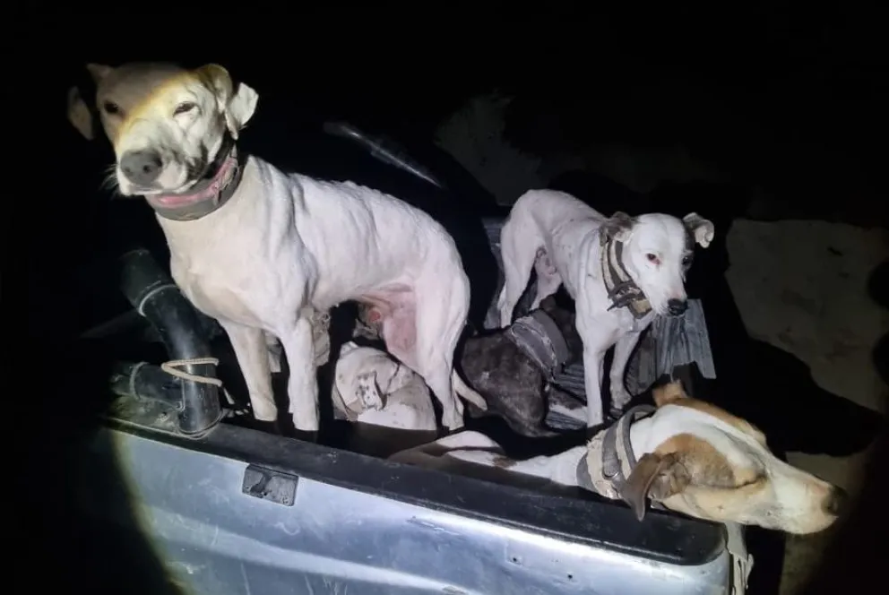 Perros destinados para la caza en forma clandestina. 