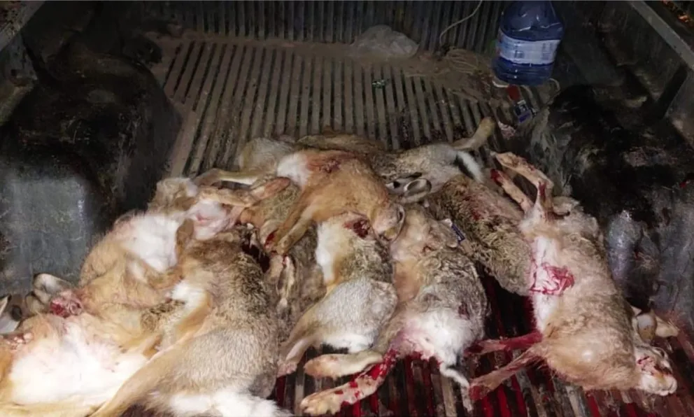 Los ejemplares incautados por el personal policial. 