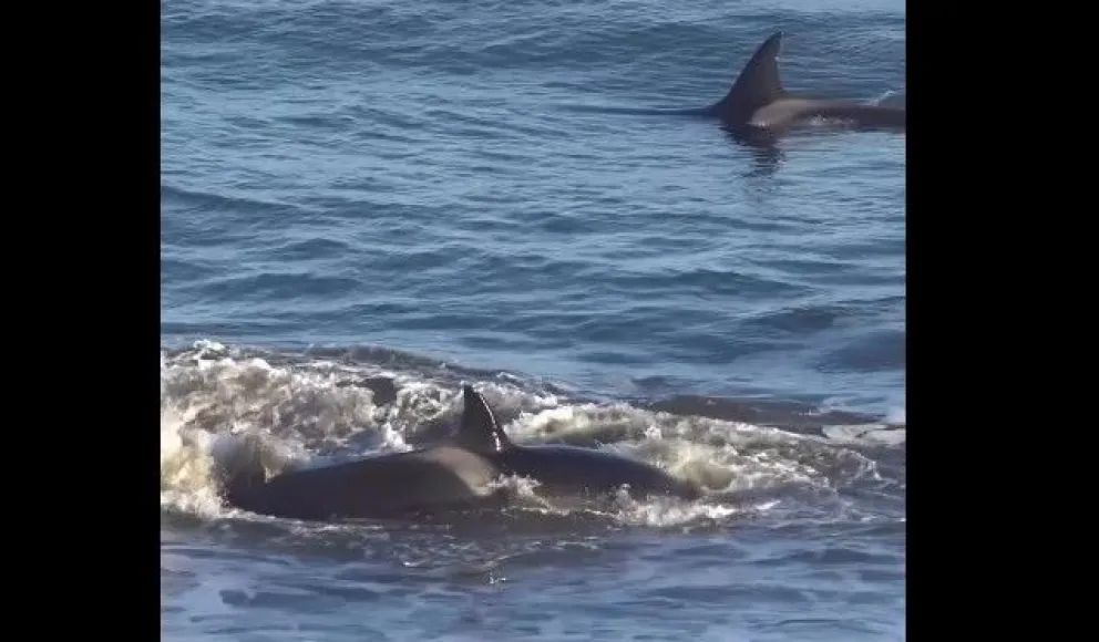El fascinante comportamiento de caza de orcas.