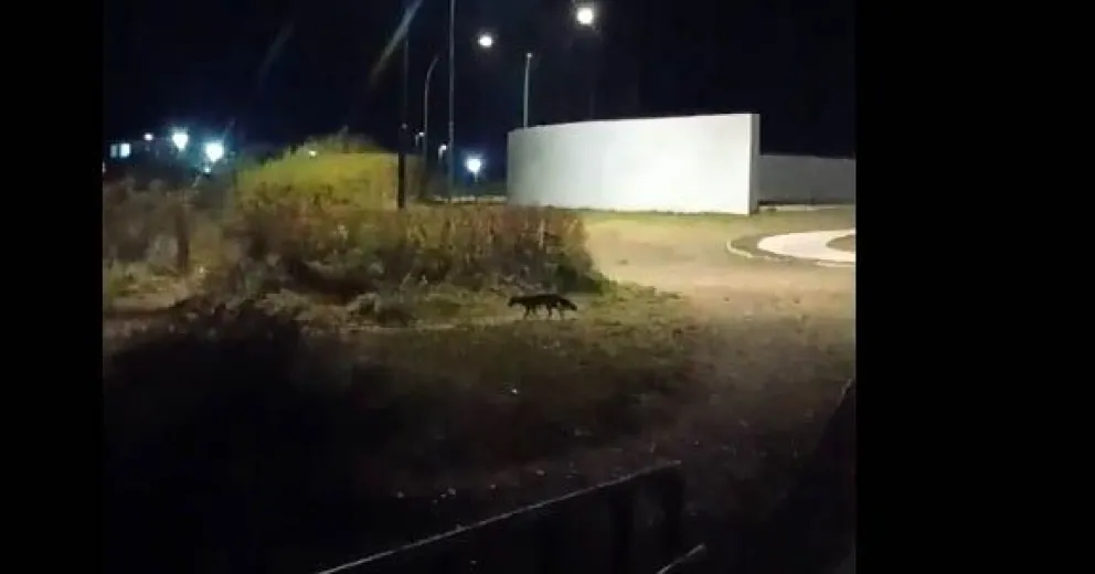 El mámifero, cerca de los héroes del 7 de marzo.