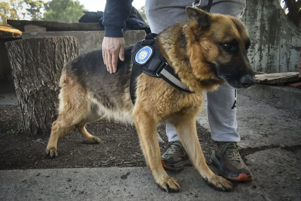 Los canes están entrenados para discriminar olores únicos en la escena del crimen. Archivo NoticiasNet.